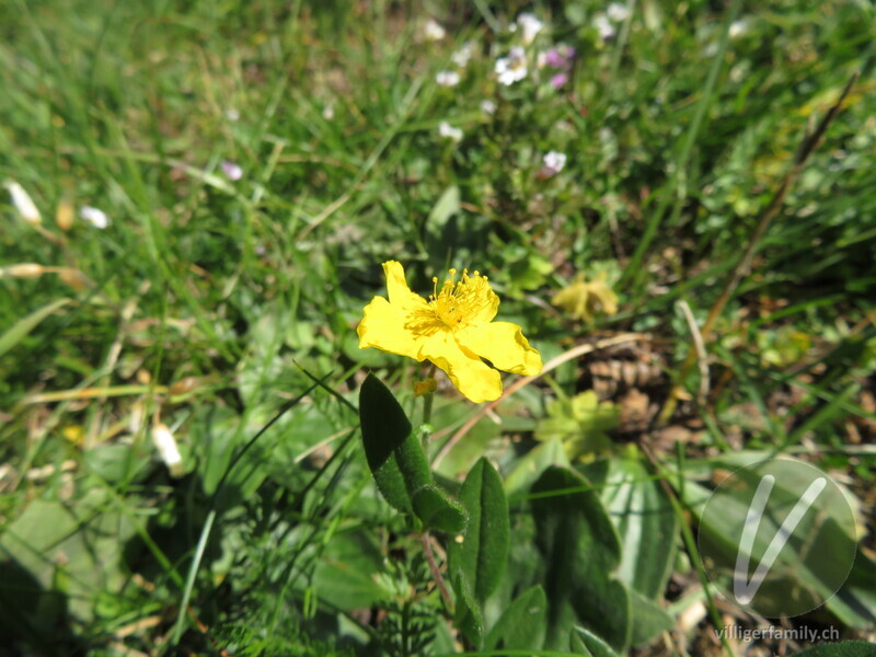 Grossblütiges Sonnenröschen: Übersicht